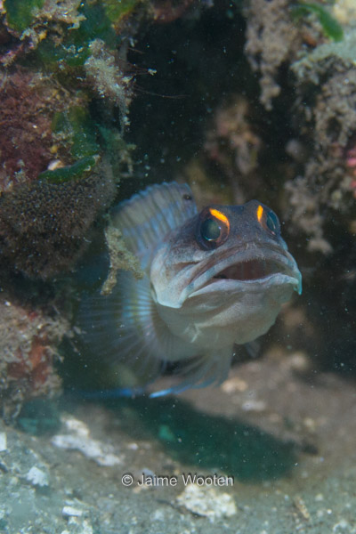 Yellowbarred Jawfish