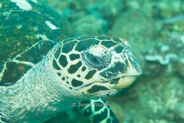 Sea Turtle