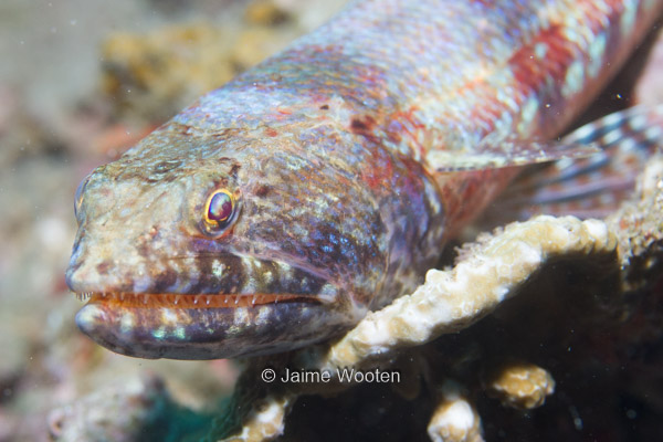 Lizardfish