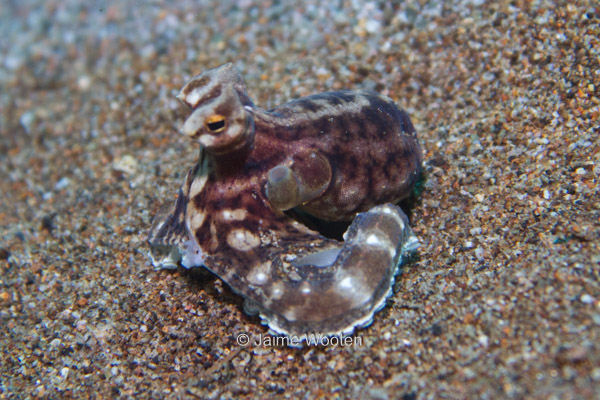 Mimic Octopus