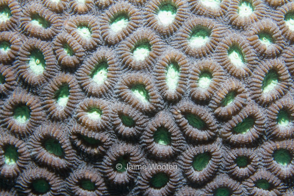 Brain Coral