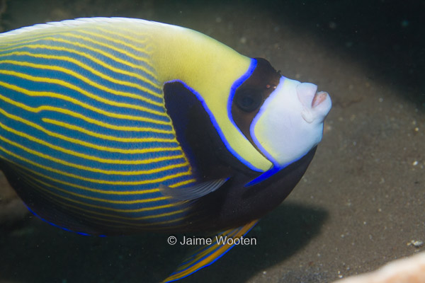 Emperor Angelfish