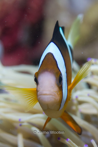 Clark's Anemonefish