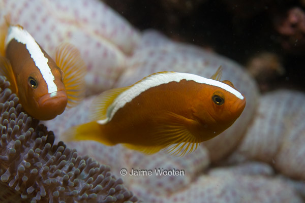 Skunk Anemone Fish