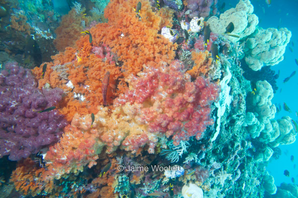 Plenty of Soft Coral in Misool