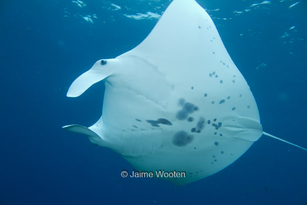 Best Manta Ray Dive Ever