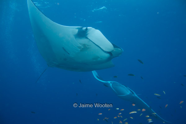 Best Manta Ray Dive Ever