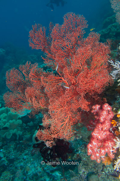 Hard and soft coral seascape