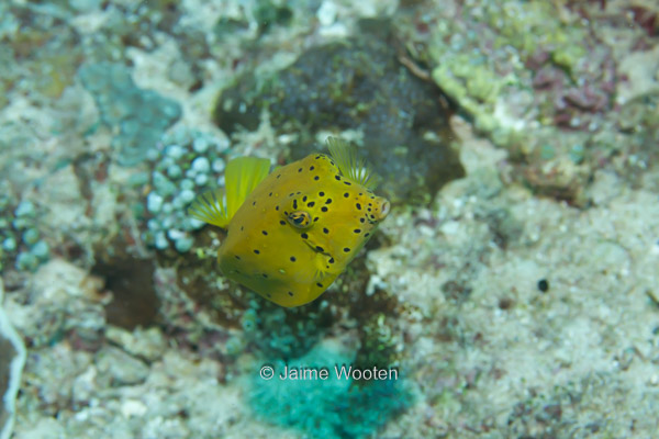 Yellow Boxfish - Juvenile
