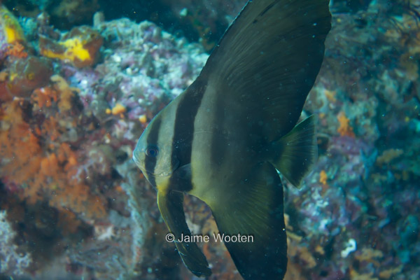 Goldenspadefish, Juvenile