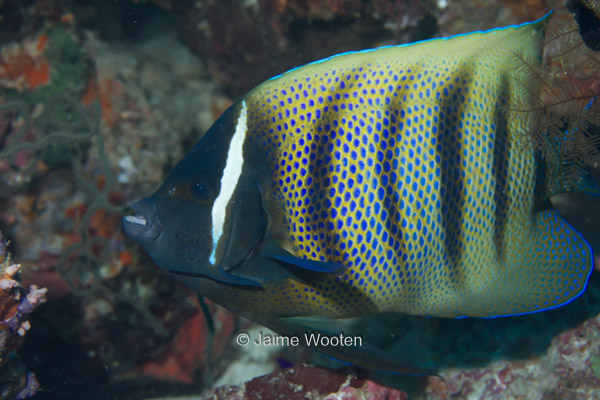 Indonesia - Jaime's Underwater World