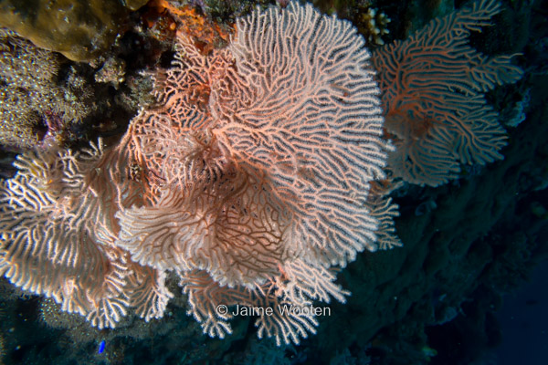 Soft coral, Gorgonian