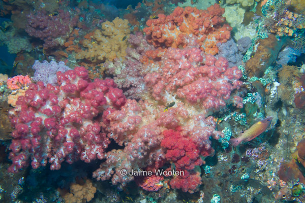 Soft coral is everywhere