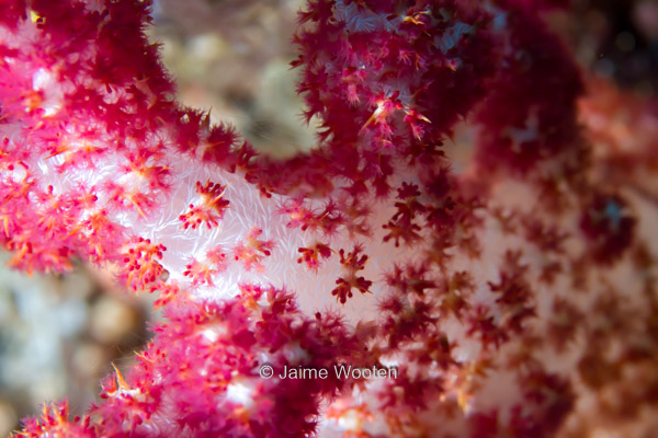 Soft Coral (close up)