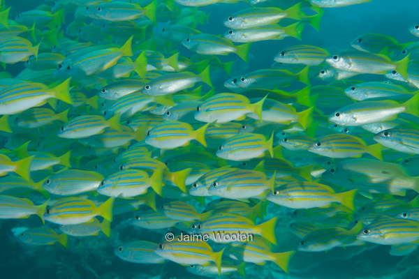 Blue Striped Snappers