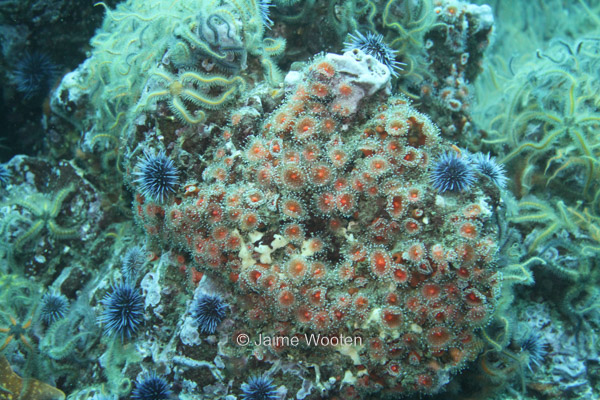 Sea Urchins and Polyp Coral
