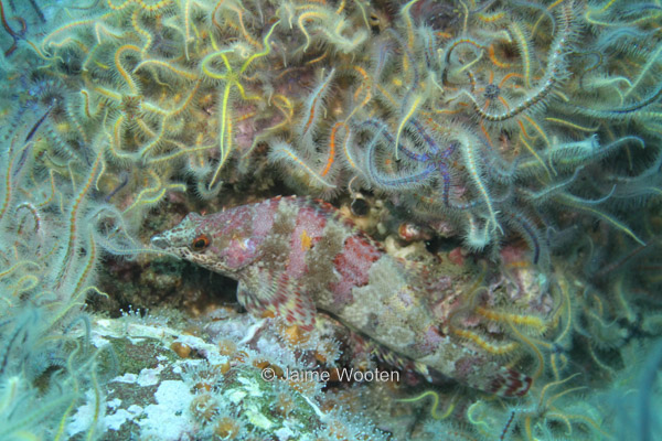 Sculpin with brittle sea stars sponges 