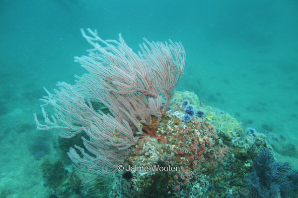 Gorgonian Coral and Sea Urchins