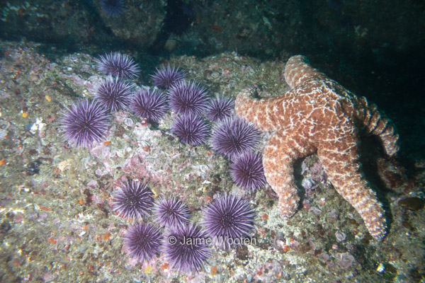 Sea Urchins and Starfish