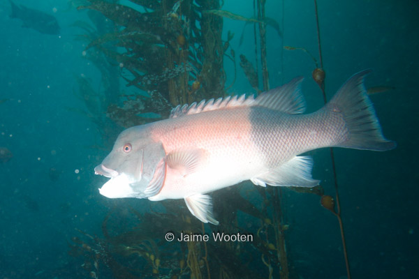 Sheephead fish