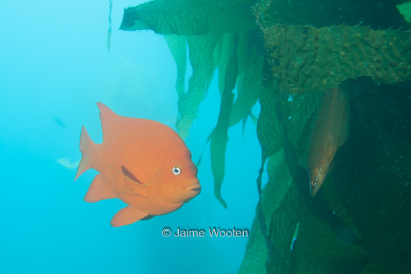 Garibaldi and a hidden kelp fish. Can you find it?