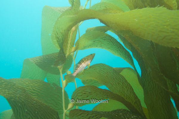 Kelp Bass in the Kelp