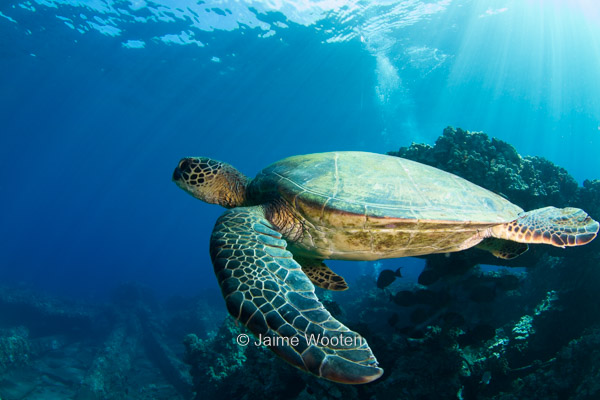 Sea Turtle