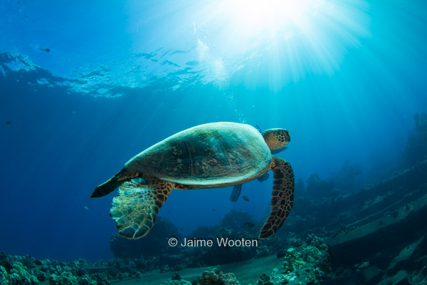 Sea Turtle with Sunball