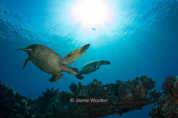 Two Sea Turtles with Sunball