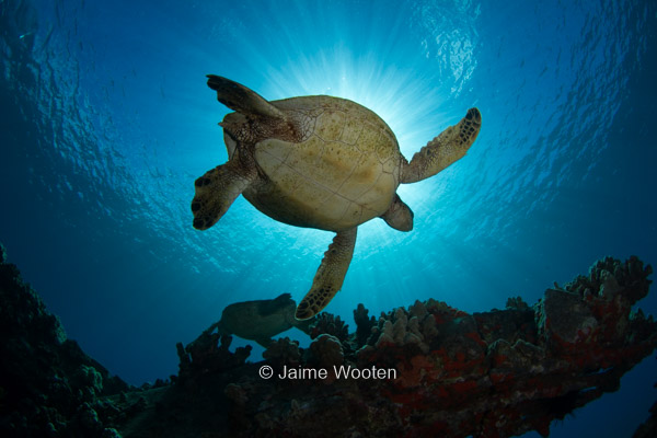 Sea Turtle in Sunball