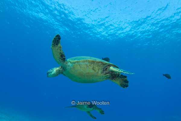 Two Sea Turtles