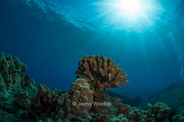 Coral in Sunball