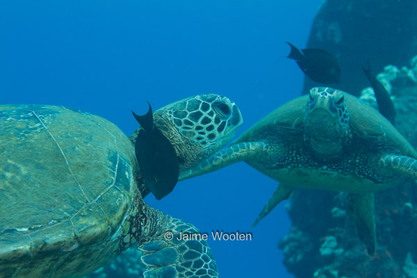 Turtles getting cleaned