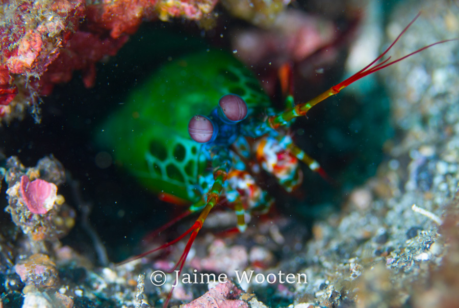 Mantis Shrimp