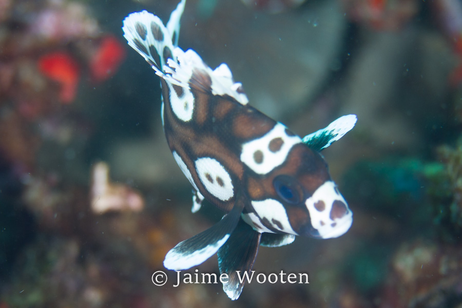 Juvenile Sweetlips