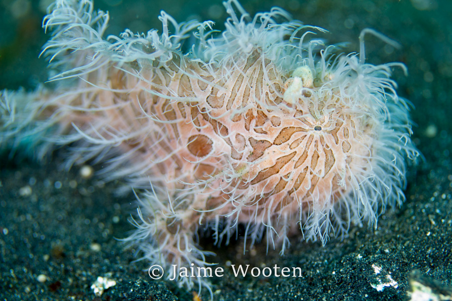 Hairy Frog fish