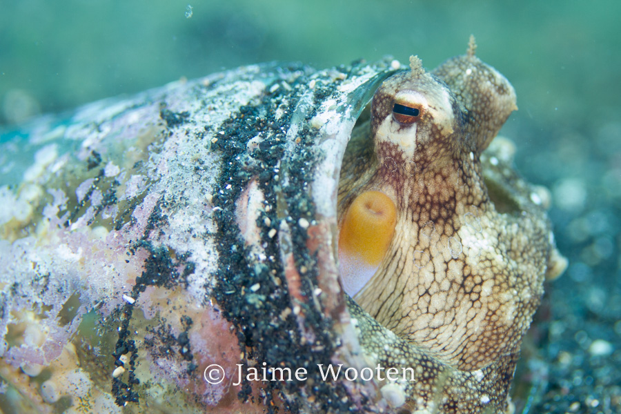 Coconut octopus