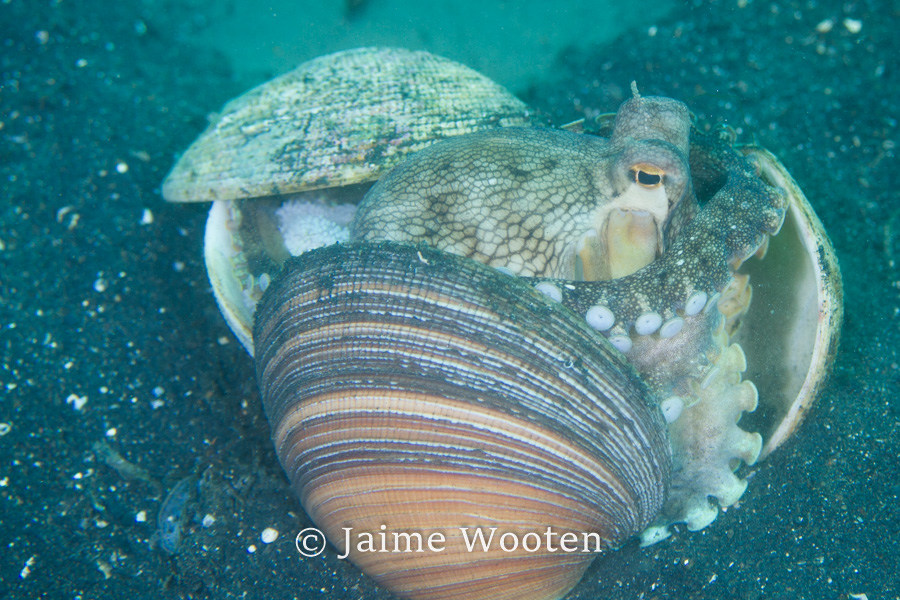 Coconut octopus