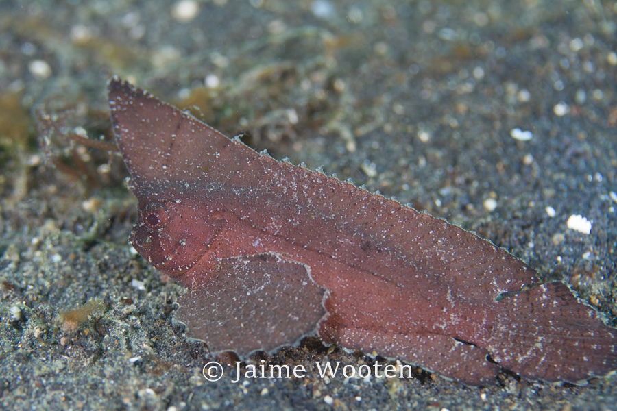 Leaf Scorpion Fish