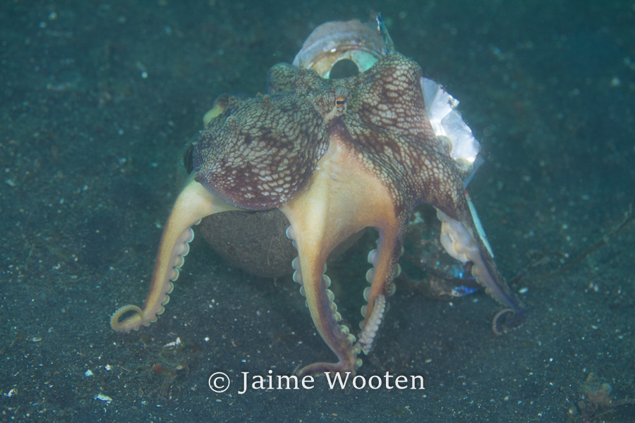 Coconut octopus