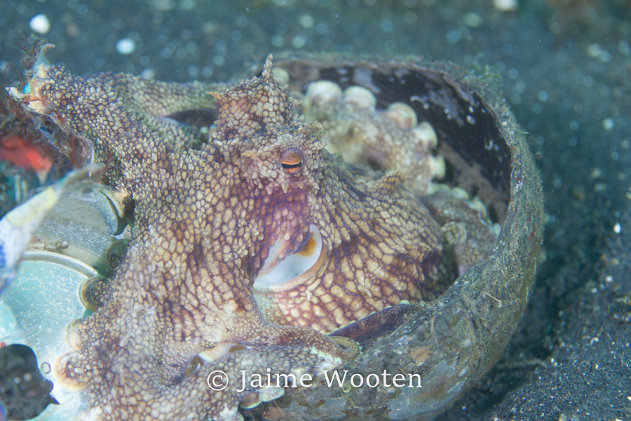 Coconut octopus