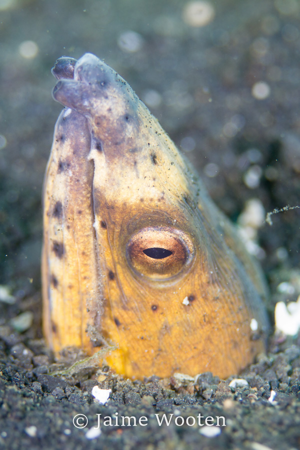 Snake Eel