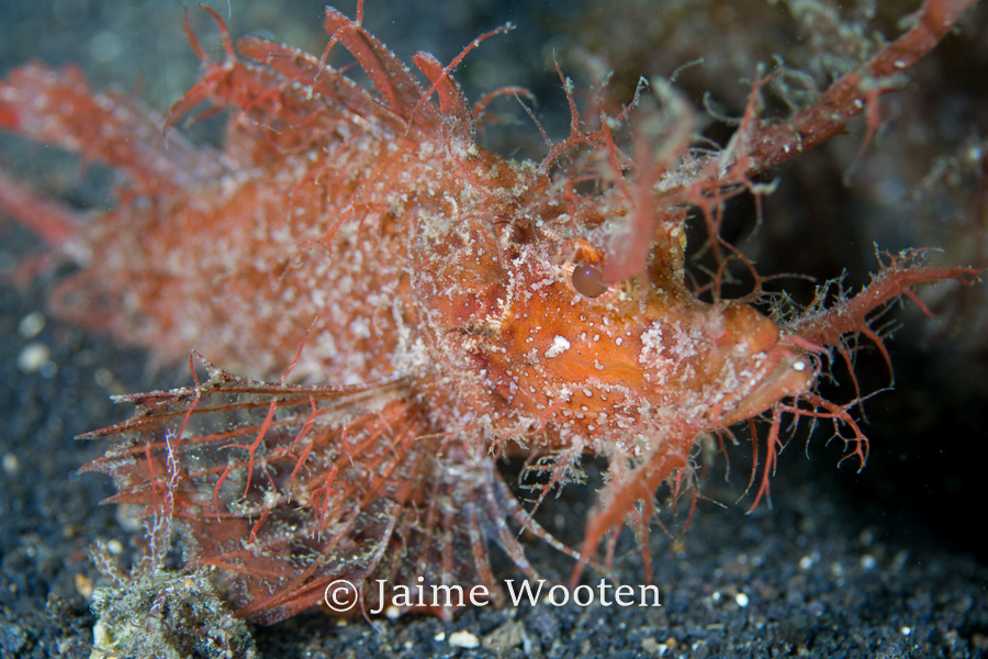 Scorpion Fish