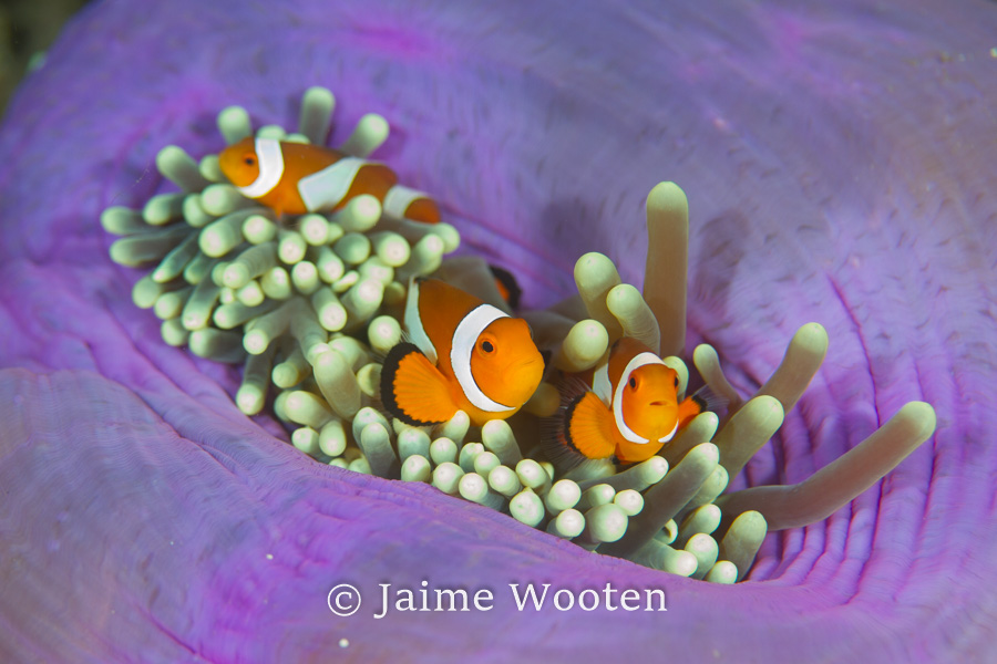 False clown anemone