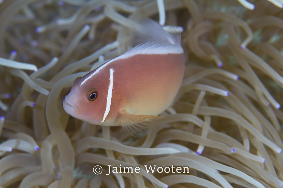 Pink anemone