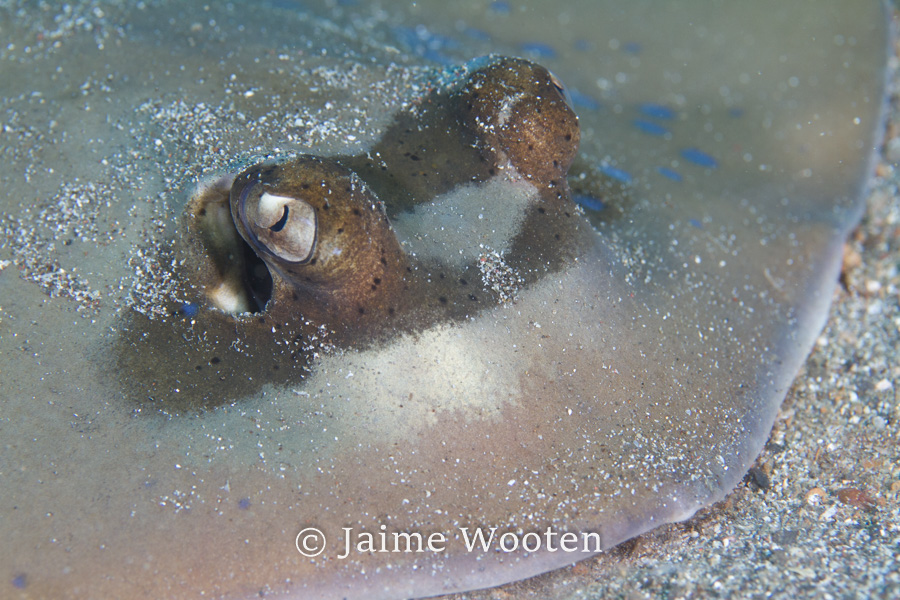 Blue Spotted Ray