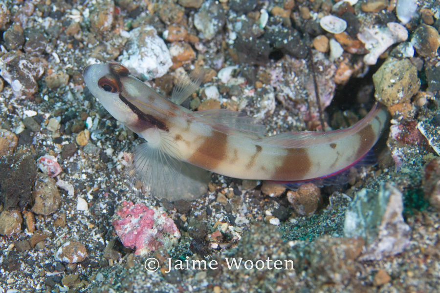 Blenny