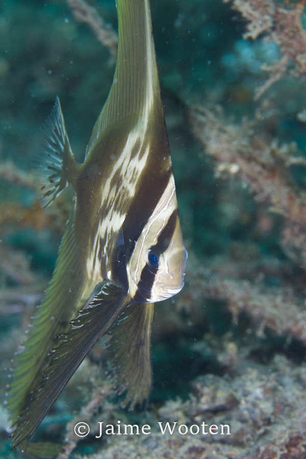 Juvenile Spadefish