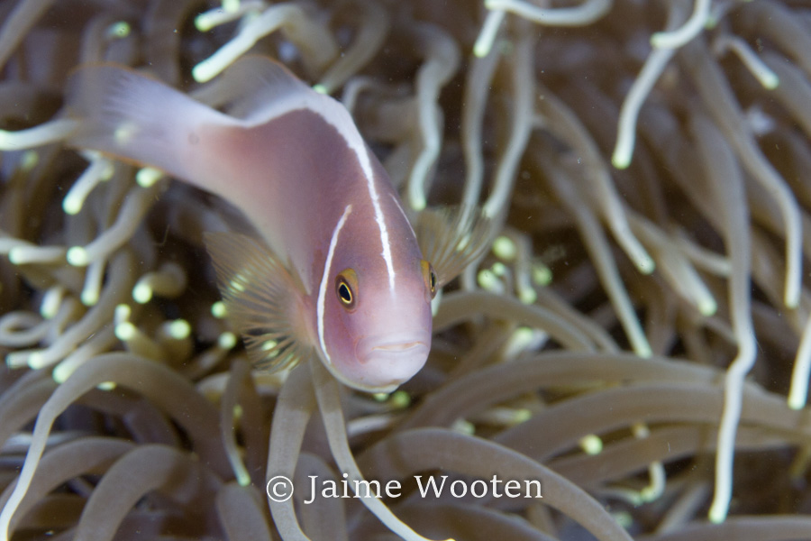 Pink Anemone