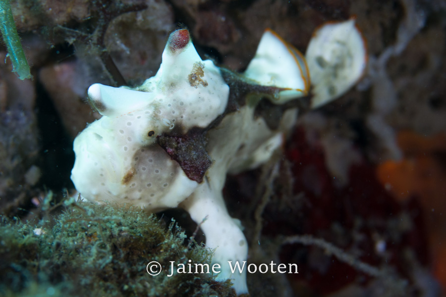 Frog fish